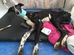 西班牙保守：每年成千上万的猎犬